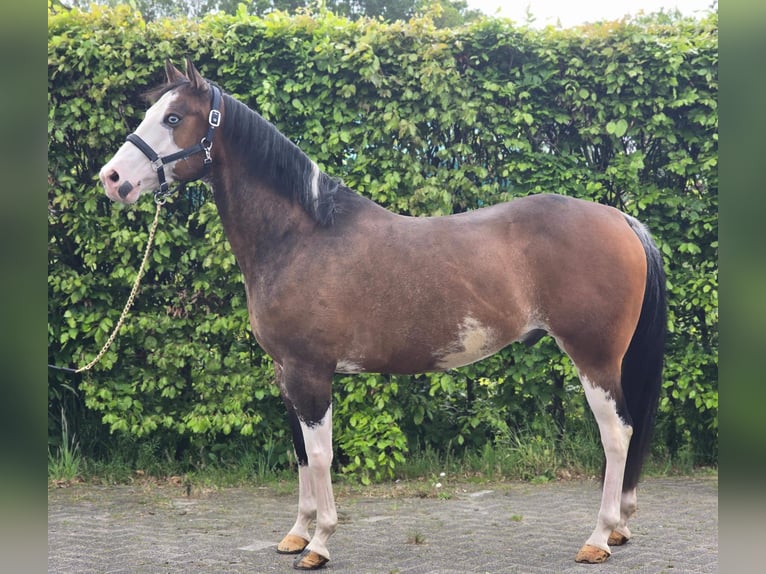 Más caballos centroeuropeos Caballo castrado 10 años 154 cm Overo-todas las-capas in Someren