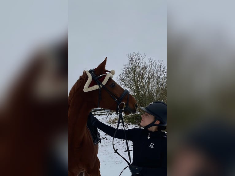 Más caballos centroeuropeos Caballo castrado 10 años 155 cm Alazán in Deisenhausen