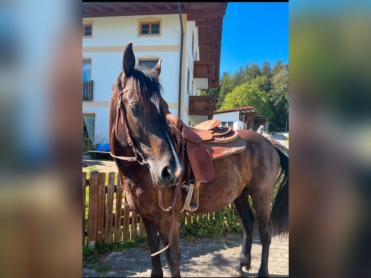 Más caballos centroeuropeos Caballo castrado 10 años 160 cm Morcillo in Steinhöring
