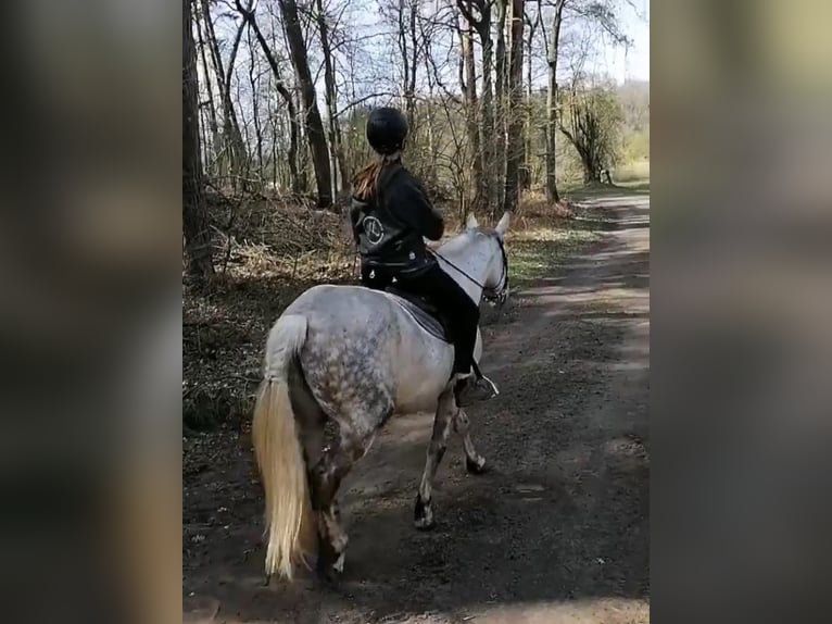 Más caballos centroeuropeos Caballo castrado 10 años 160 cm Tordo ruano in Braunschweig