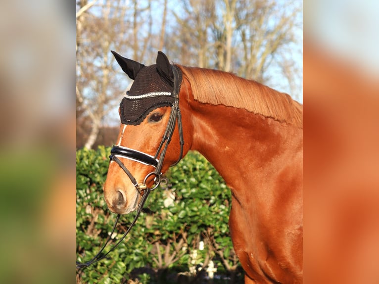 Más caballos centroeuropeos Caballo castrado 10 años 162 cm Alazán in Selsingen