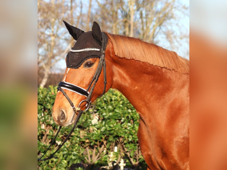 Más caballos centroeuropeos Caballo castrado 10 años 162 cm Alazán in Selsingen