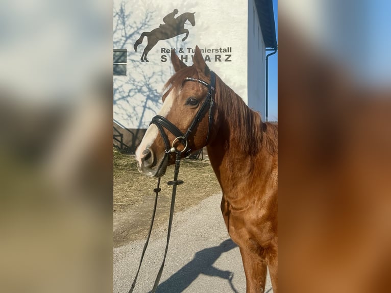 Más caballos centroeuropeos Caballo castrado 10 años 162 cm Alazán in Pelmberg