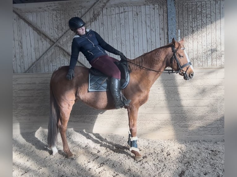 Más caballos centroeuropeos Caballo castrado 10 años 162 cm Alazán in Pelmberg