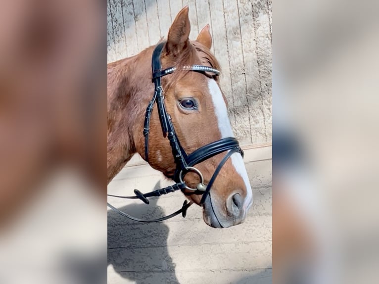 Más caballos centroeuropeos Caballo castrado 10 años 162 cm Alazán in Pelmberg