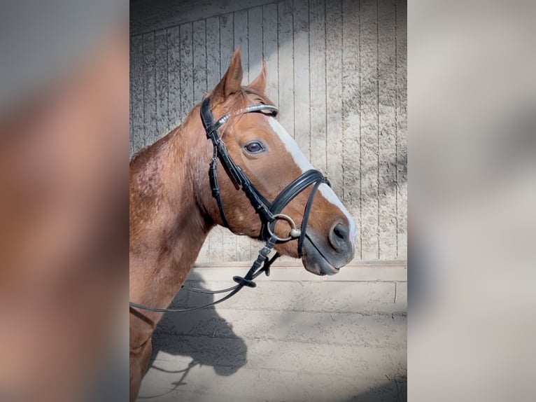 Más caballos centroeuropeos Caballo castrado 10 años 162 cm Alazán in Pelmberg