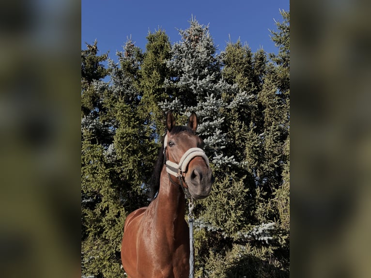 Más caballos centroeuropeos Mestizo Caballo castrado 10 años 162 cm Castaño in Szymanowo