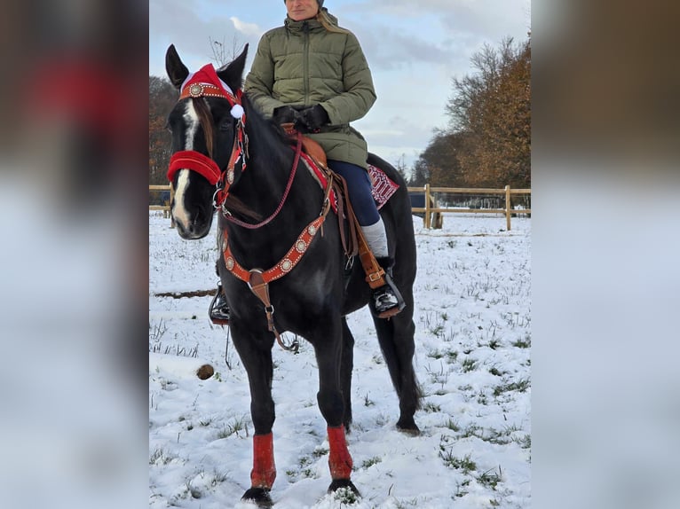 Más caballos centroeuropeos Caballo castrado 10 años 162 cm Negro in Linkenbach