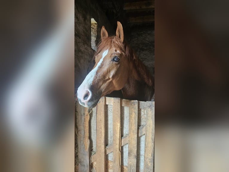 Más caballos centroeuropeos Mestizo Caballo castrado 10 años 163 cm Alazán in Ansbach