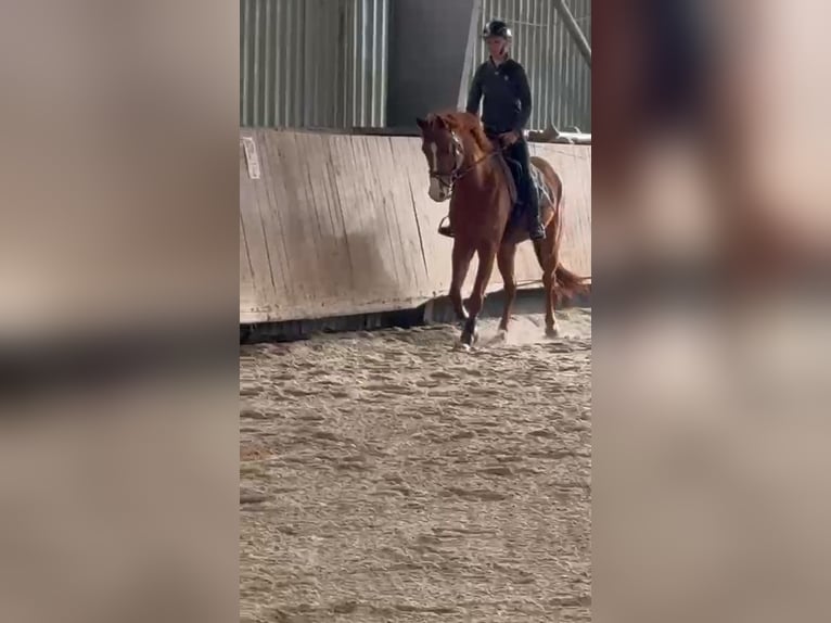 Más caballos centroeuropeos Mestizo Caballo castrado 10 años 163 cm Alazán in Ansbach