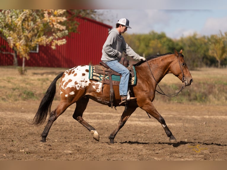 Más caballos centroeuropeos Mestizo Caballo castrado 10 años 163 cm Castaño rojizo in Bogard