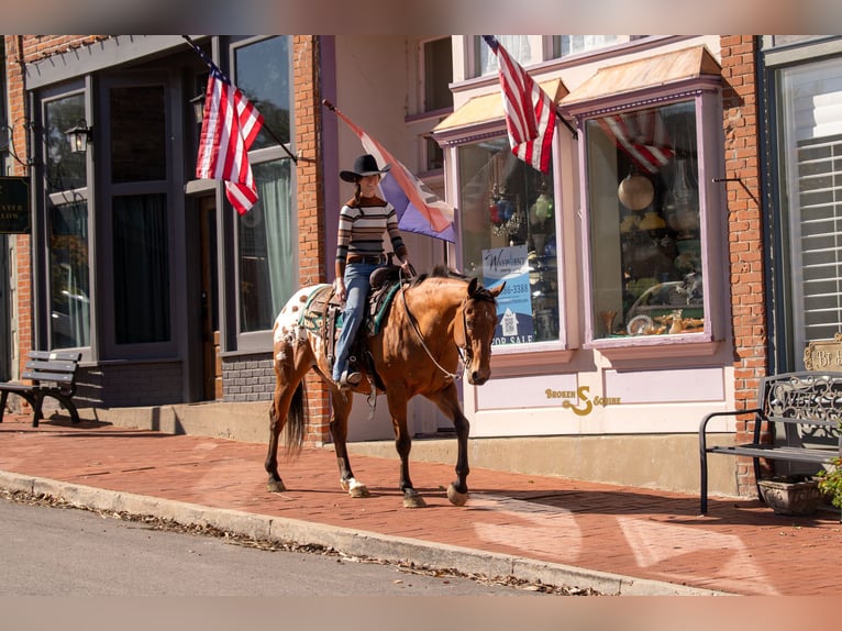 Más caballos centroeuropeos Mestizo Caballo castrado 10 años 163 cm Castaño rojizo in Bogard