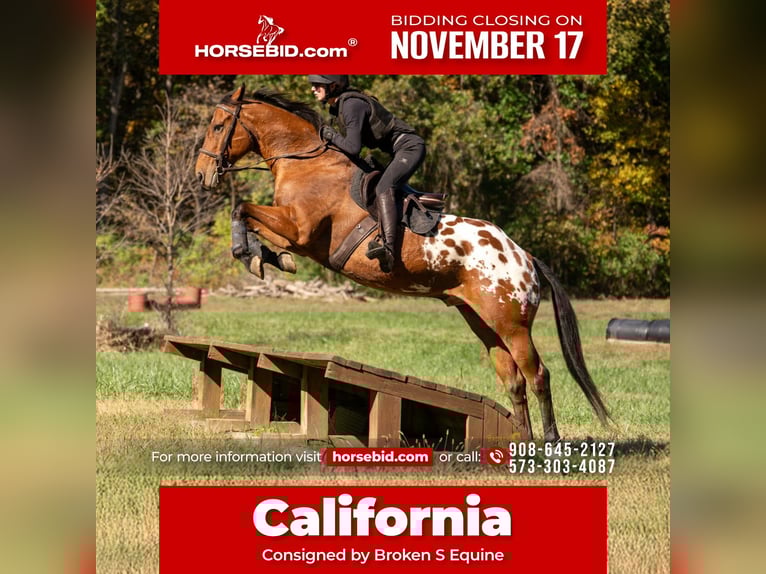 Más caballos centroeuropeos Mestizo Caballo castrado 10 años 163 cm Castaño rojizo in Bogard