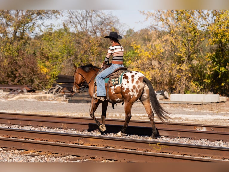 Más caballos centroeuropeos Mestizo Caballo castrado 10 años 163 cm Castaño rojizo in Bogard