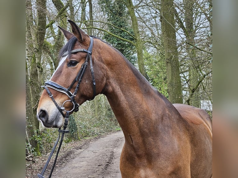 Más caballos centroeuropeos Caballo castrado 10 años 165 cm Castaño in Nettetal
