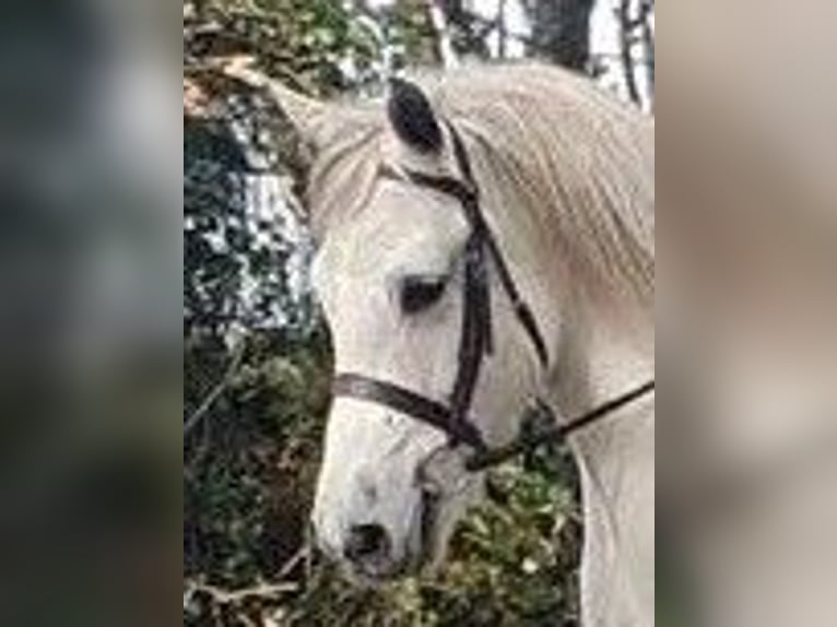Más caballos centroeuropeos Caballo castrado 10 años 165 cm Castaño in Elze Esbeck