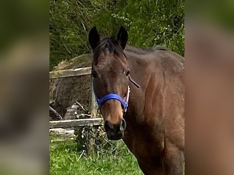 Más caballos centroeuropeos Caballo castrado 10 años 165 cm Castaño in Elze Esbeck