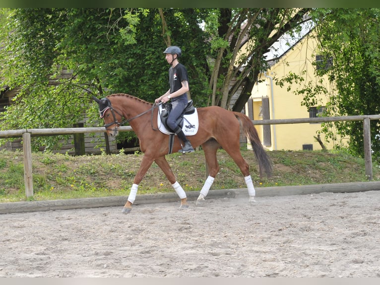 Más caballos centroeuropeos Caballo castrado 10 años 167 cm Alazán in Wellheim