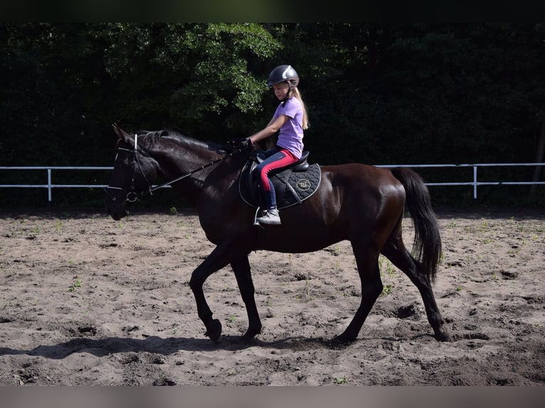 Más caballos centroeuropeos Caballo castrado 10 años 167 cm Negro in Che&#x142;mno