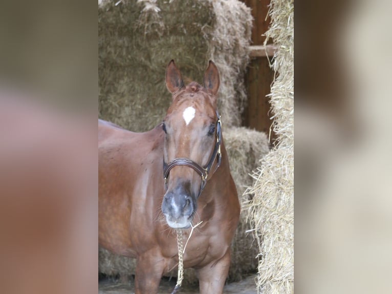 Más caballos centroeuropeos Caballo castrado 10 años 168 cm Alazán in Erharting