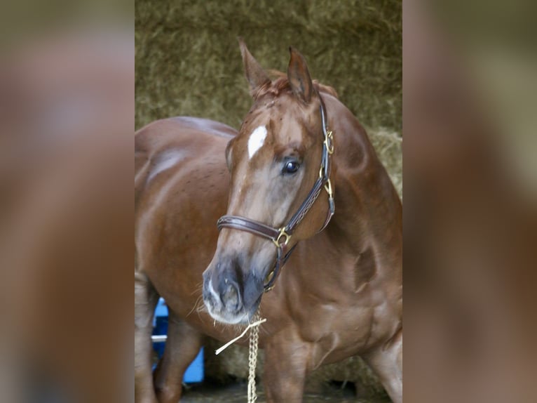 Más caballos centroeuropeos Caballo castrado 10 años 168 cm Alazán in Erharting