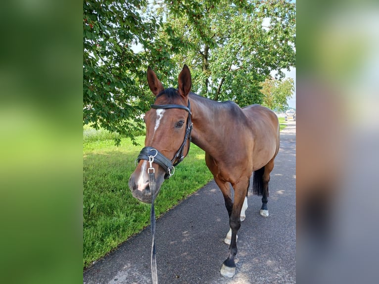 Más caballos centroeuropeos Caballo castrado 10 años 168 cm Castaño in Dillingen an der Donau