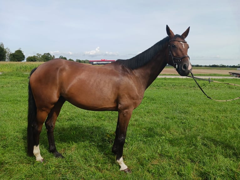 Más caballos centroeuropeos Caballo castrado 10 años 168 cm Castaño in Dillingen an der Donau