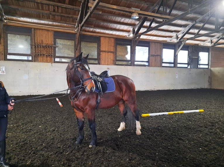 Más caballos centroeuropeos Mestizo Caballo castrado 10 años 168 cm Castaño oscuro in Mainleus