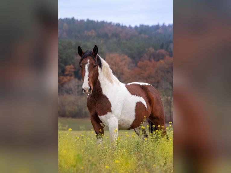 Más caballos centroeuropeos Mestizo Caballo castrado 10 años 168 cm Castaño oscuro in Mainleus