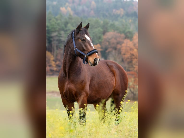 Más caballos centroeuropeos Mestizo Caballo castrado 10 años 168 cm Castaño oscuro in Mainleus