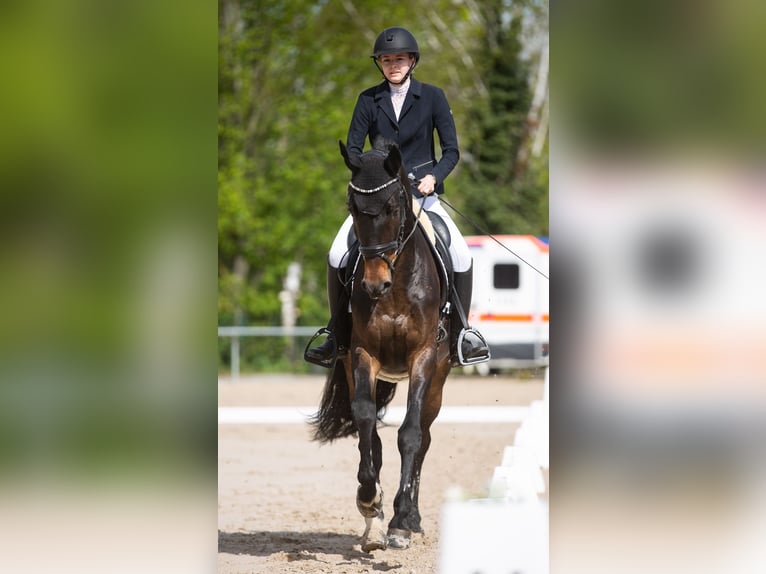 Más caballos centroeuropeos Caballo castrado 10 años 168 cm Castaño oscuro in Fußgönheim