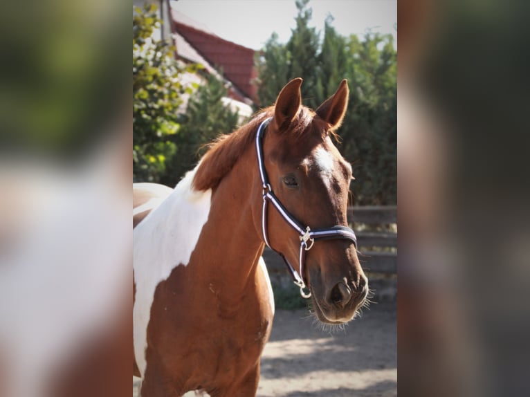 Más caballos centroeuropeos Caballo castrado 10 años 170 cm Pío in Sinsheim