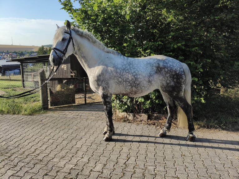 Más caballos centroeuropeos Caballo castrado 10 años 170 cm Tordo rodado in Ahorn