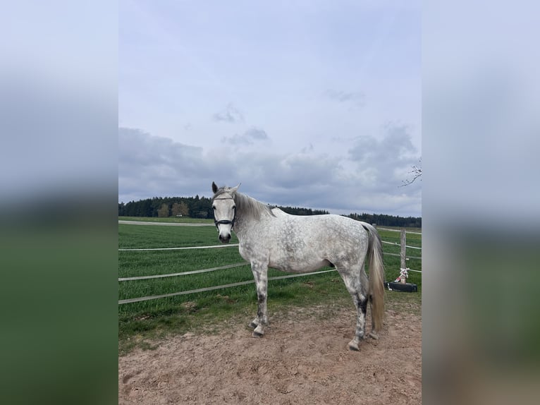 Más caballos centroeuropeos Caballo castrado 10 años 170 cm Tordo rodado in Fichtenau