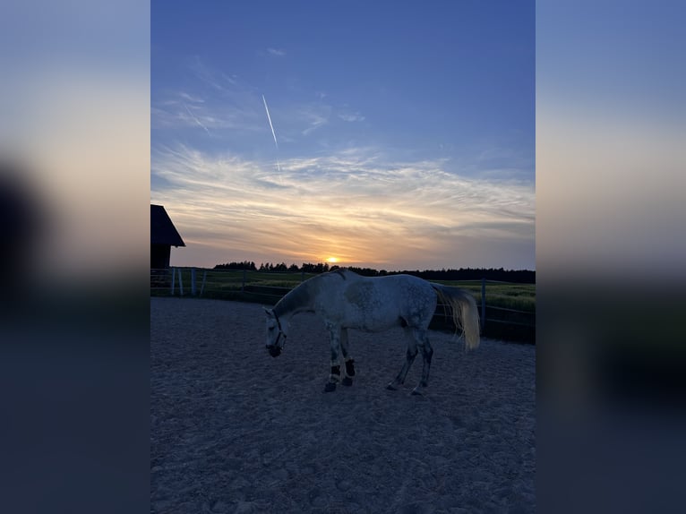Más caballos centroeuropeos Caballo castrado 10 años 170 cm Tordo rodado in Fichtenau