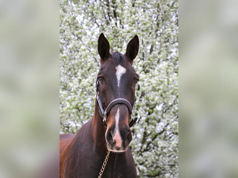 Más caballos centroeuropeos Caballo castrado 10 años 173 cm Castaño rojizo in Hihgland MI