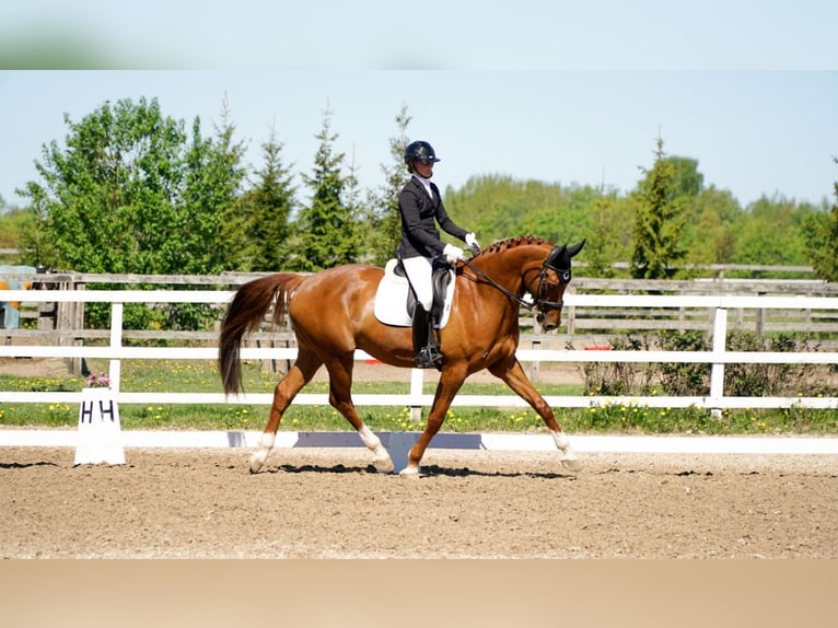 Más caballos centroeuropeos Caballo castrado 10 años 175 cm Alazán-tostado in Lilli