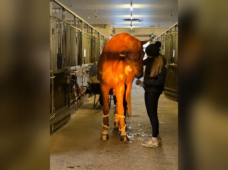 Más caballos centroeuropeos Caballo castrado 10 años 175 cm Alazán-tostado in Lilli