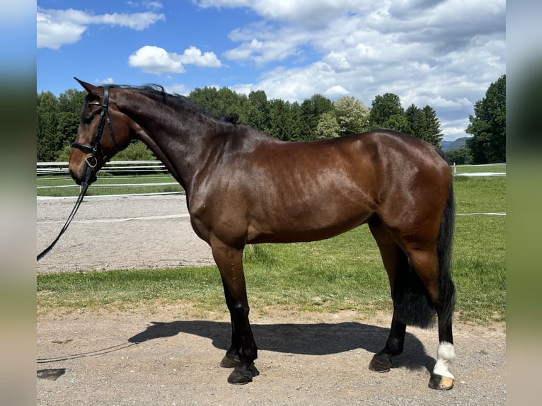 Más caballos centroeuropeos Caballo castrado 10 años 185 cm Castaño in GROTE BROGEL