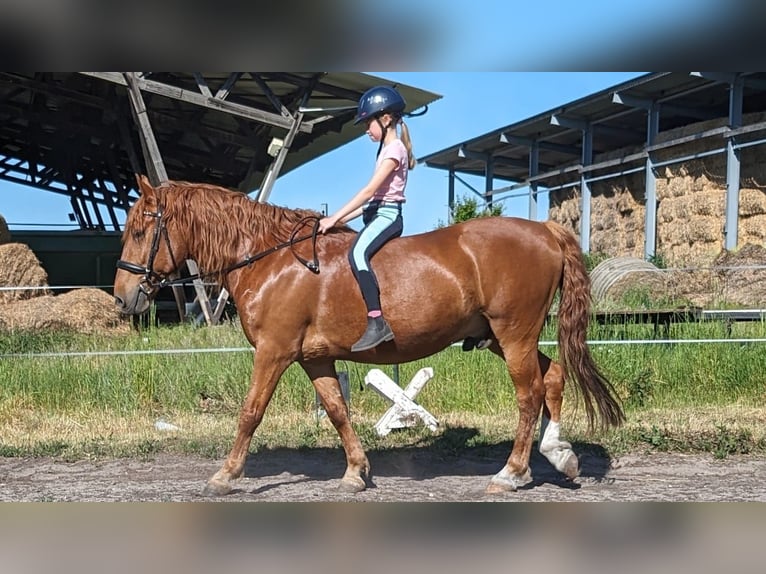 Más caballos centroeuropeos Caballo castrado 11 años 149 cm Alazán in Milow