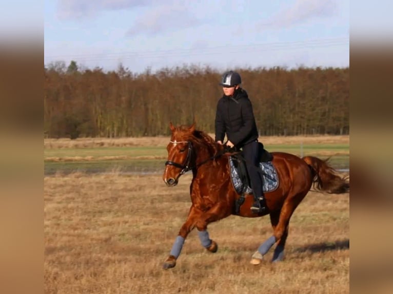 Más caballos centroeuropeos Caballo castrado 11 años 149 cm Alazán in Milow