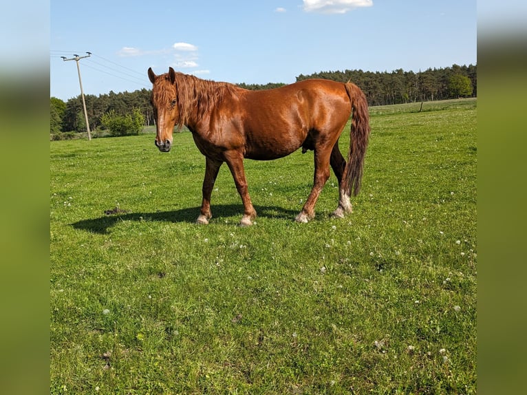 Más caballos centroeuropeos Caballo castrado 11 años 149 cm Alazán in Milow