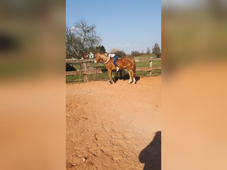 Más caballos centroeuropeos Caballo castrado 11 años 158 cm Alazán in Windschläg
