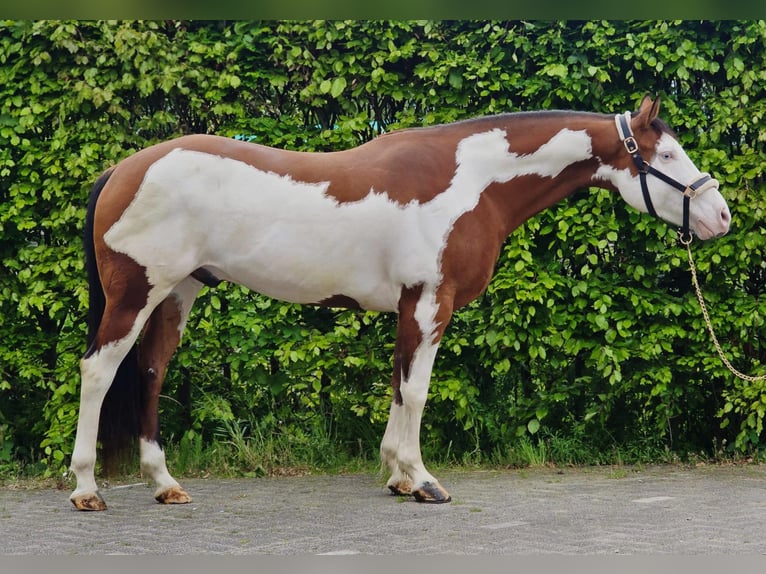 Más caballos centroeuropeos Caballo castrado 11 años 159 cm Overo-todas las-capas in Someren