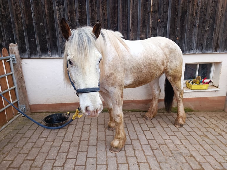 Más caballos centroeuropeos Mestizo Caballo castrado 11 años 160 cm Tordo in Tuningen