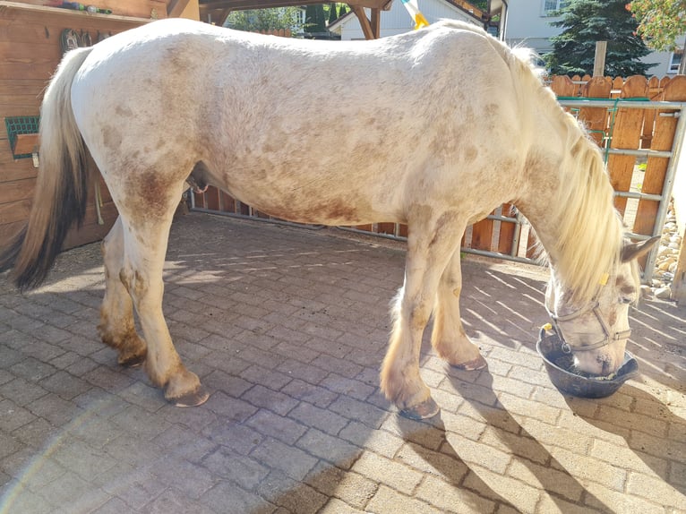 Más caballos centroeuropeos Mestizo Caballo castrado 11 años 160 cm Tordo in Tuningen