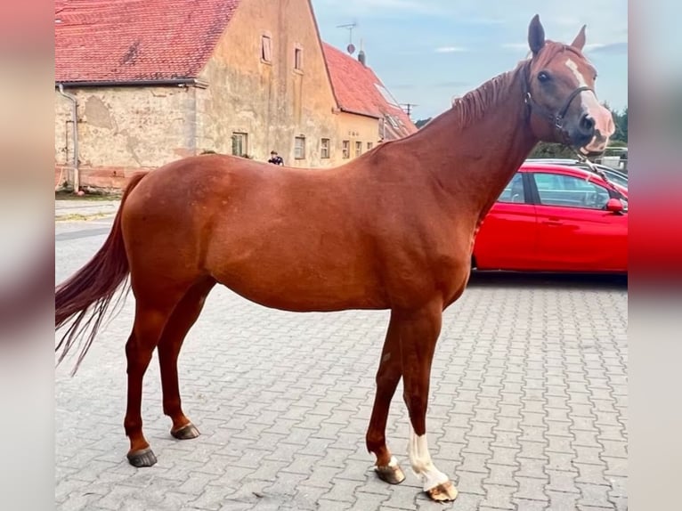 Más caballos centroeuropeos Mestizo Caballo castrado 11 años 161 cm Alazán in Neuendettelsau