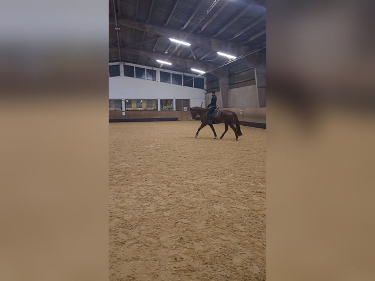 Más caballos centroeuropeos Mestizo Caballo castrado 11 años 163 cm Alazán in Neuendettelsau