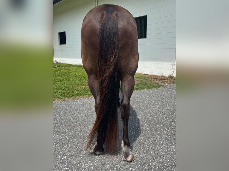 Más caballos centroeuropeos Caballo castrado 11 años 163 cm Castaño rojizo in Webster FL