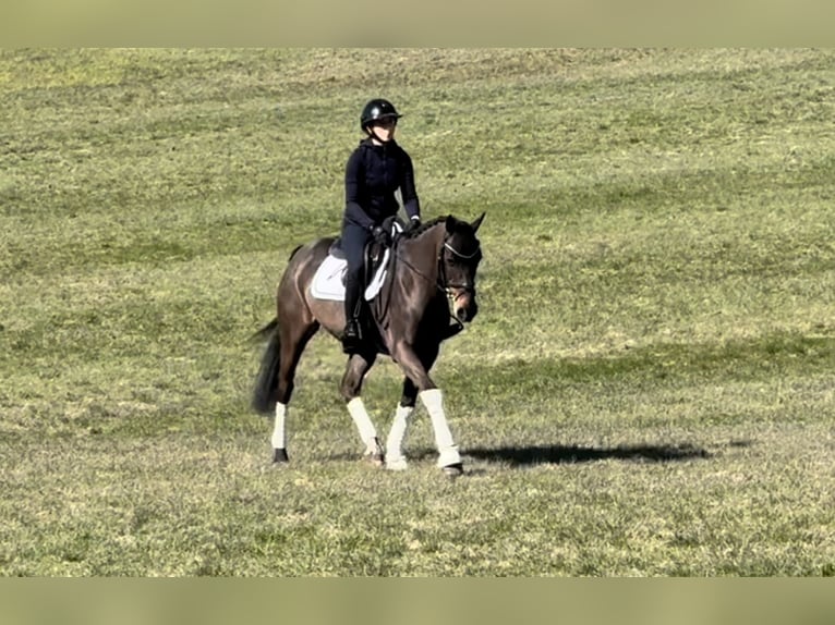 Más caballos centroeuropeos Caballo castrado 11 años 163 cm Negro in Schwäbisch Hall